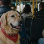 Lomas de Zamora habilita el traslado de mascotas en colectivos para acceder al Hospital de Animales