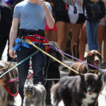 ¿Nueva salida laboral? Lomas abre un curso gratuito para paseadores de perros