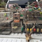 Fin del misterio: cómo operaba la red de tráfico de fauna que enviaba animales en encomiendas desde Lomas de Zamora