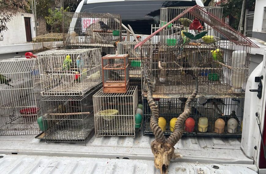 Fin del misterio: cómo operaba la red de tráfico de fauna que enviaba animales en encomiendas desde Lomas de Zamora